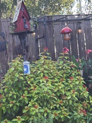 Firebush