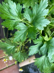 Flat-leaf Parsley