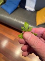 Flat-leaf parsley