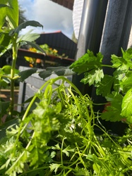 Flat-Leaf Parsley