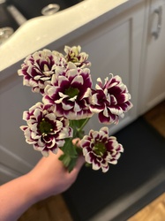 Florist's Daisy