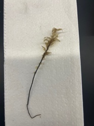 Forked fern gametophyte