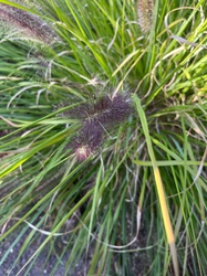Fountain Grass