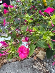 Four o'clock flower