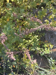 Fragrant Sumac