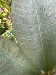 Frangipani