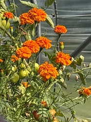 French Marigold