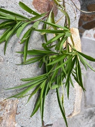French Tarragon