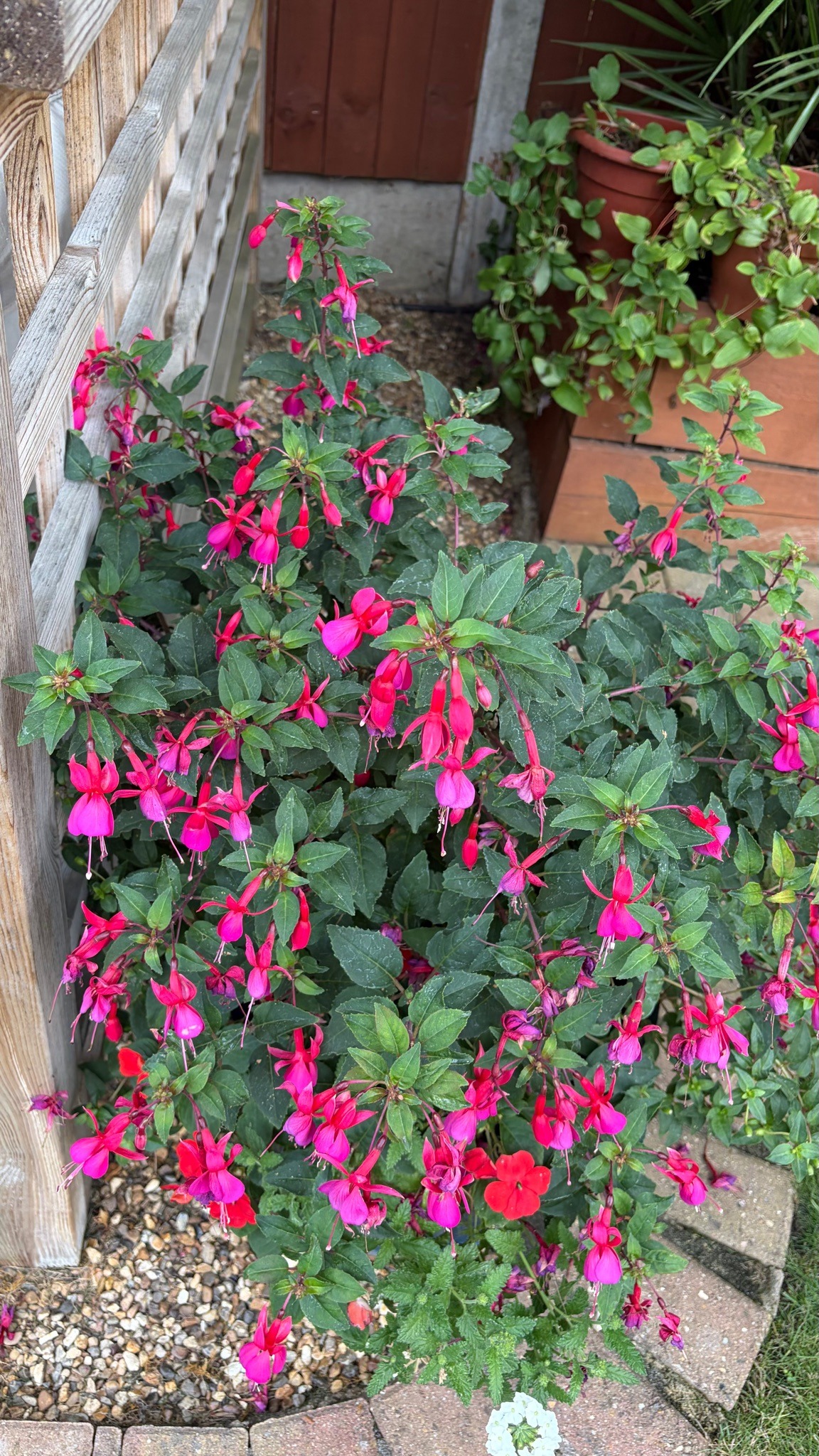 Fuchsia