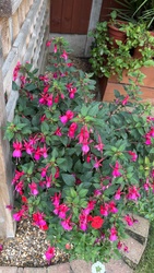 Fuchsia