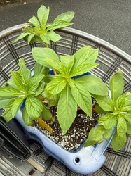 Garden Balsam