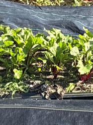 Garden Beet