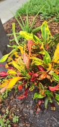 Garden Croton