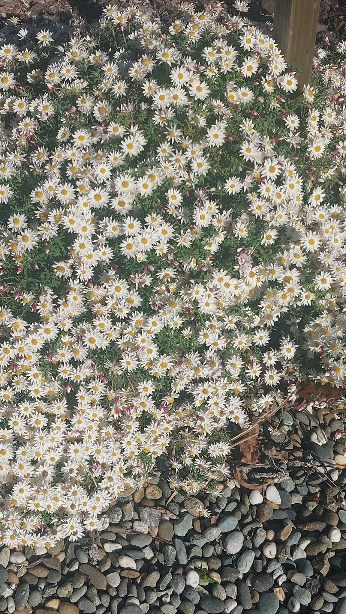 Garden Mum