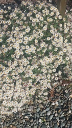 Garden Mum
