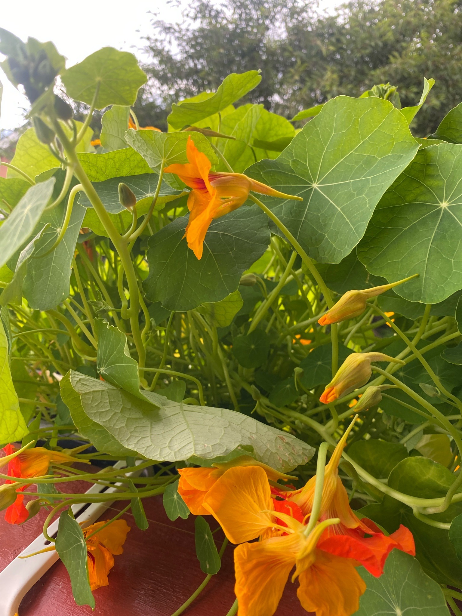 Garden nasturtium
