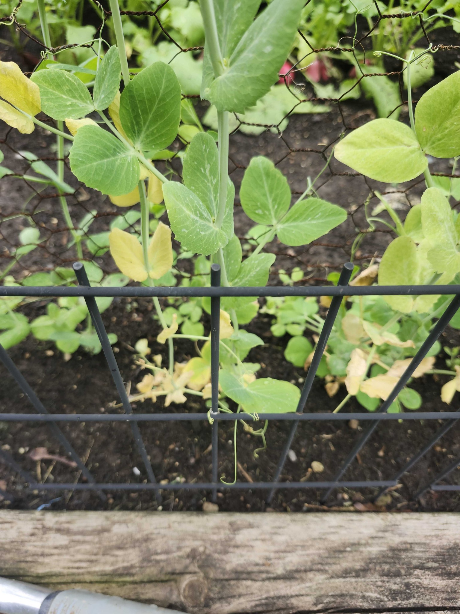 Garden Pea