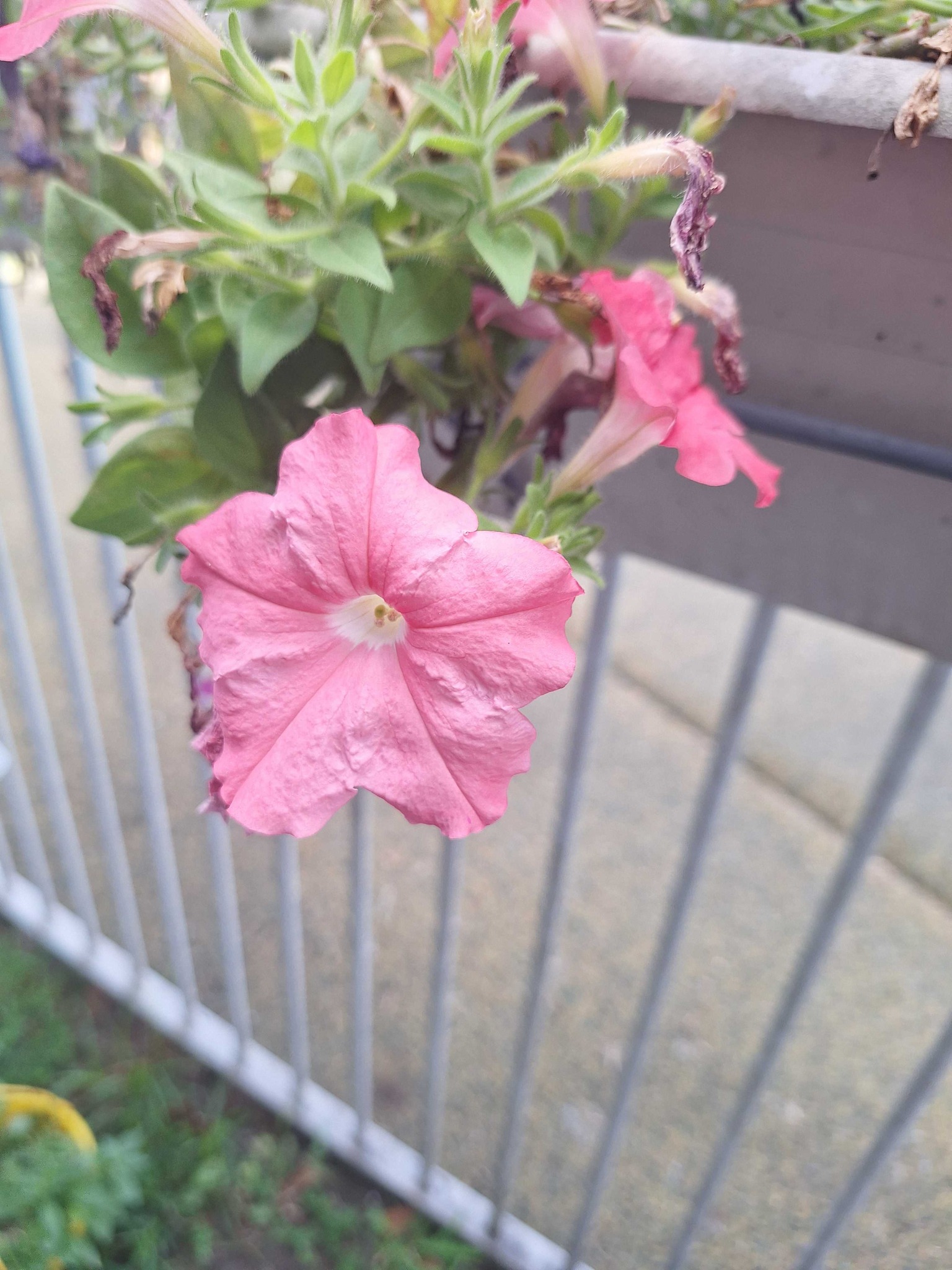 Garden Petunia