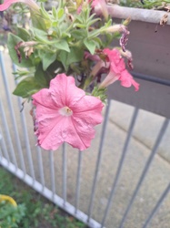 Garden Petunia