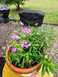 Garden Phlox