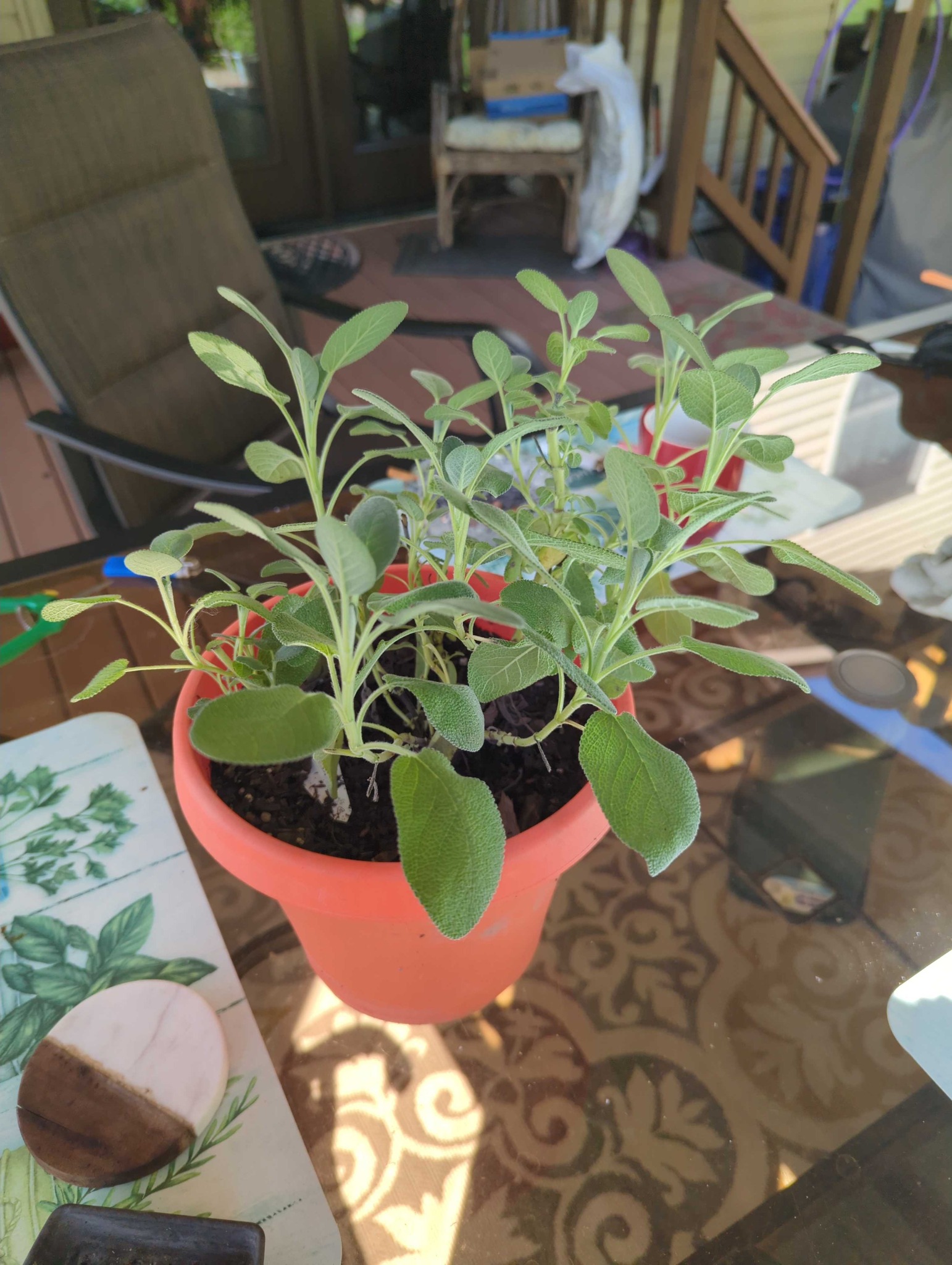 Garden Sage