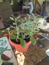 Garden Sage