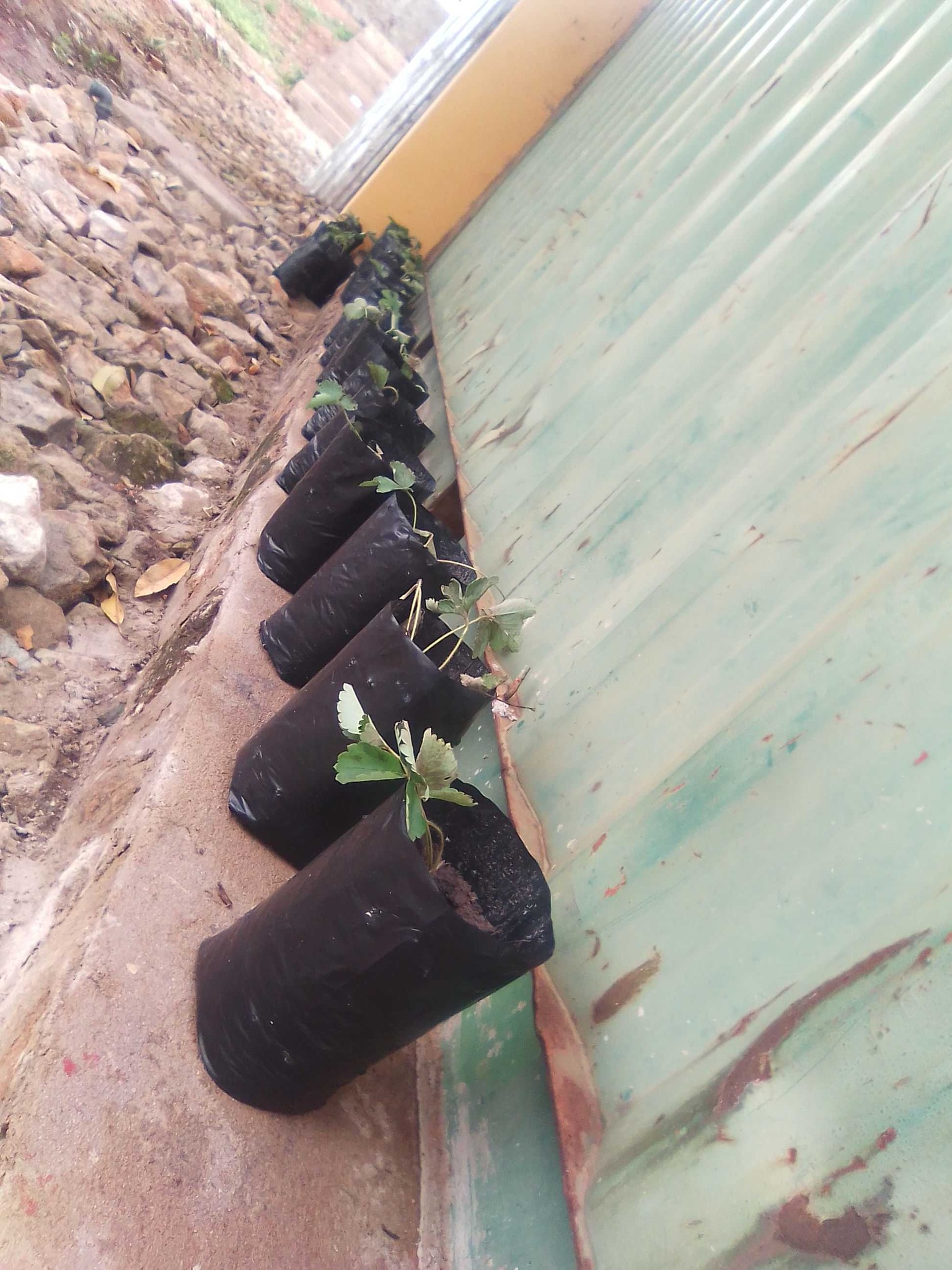 Garden Strawberry