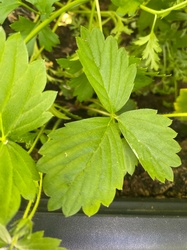 Garden Strawberry