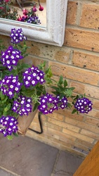 Garden Verbena