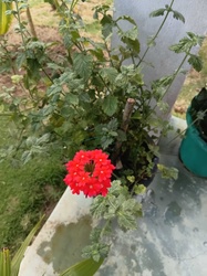 Garden Verbena