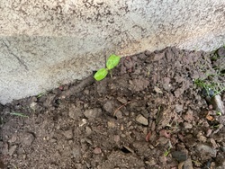 Generic Seedling