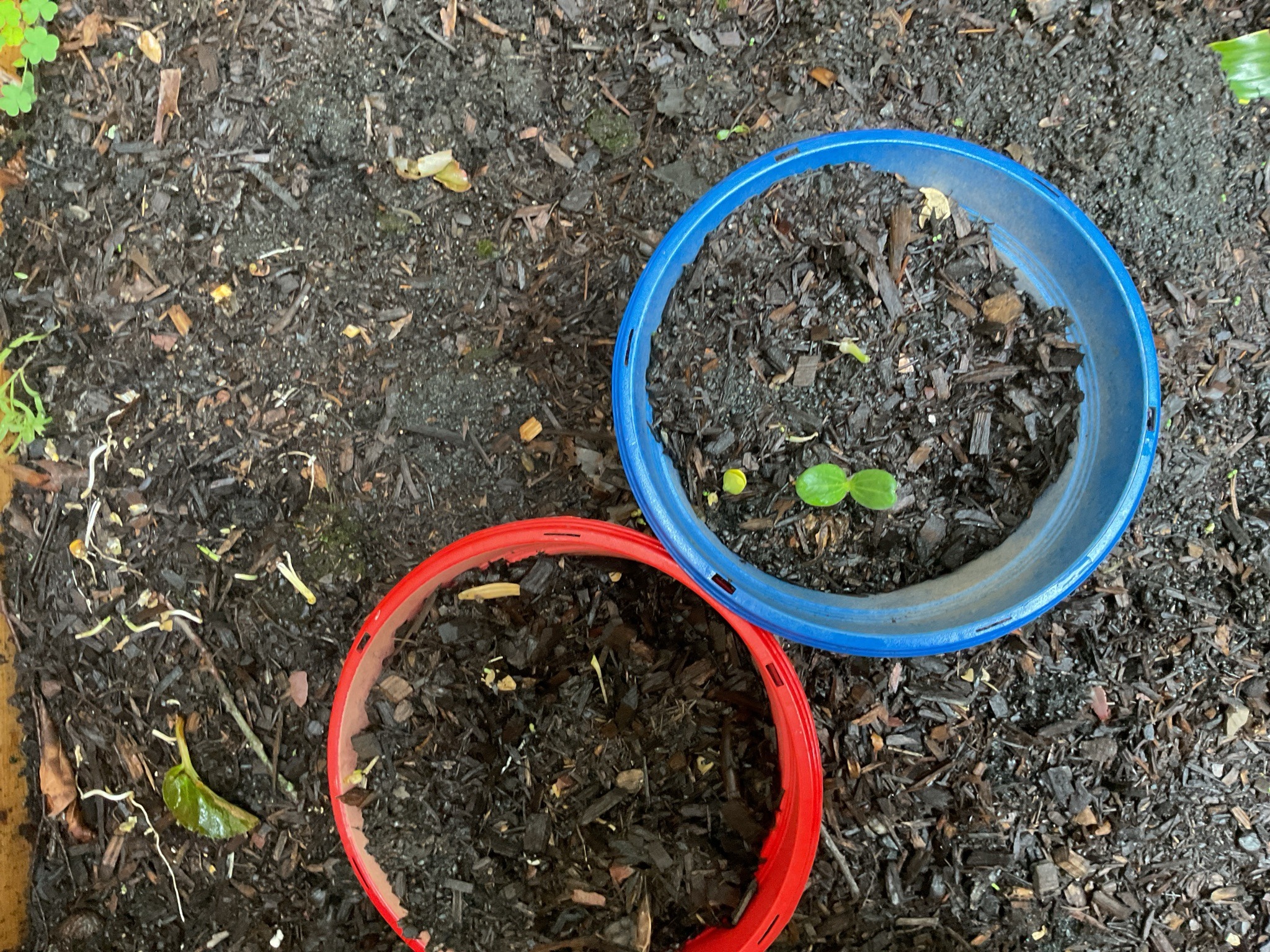 Generic seedling