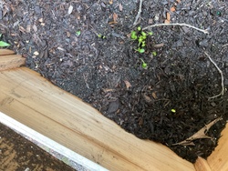 Germinating Seedlings
