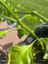 Ghost Pepper