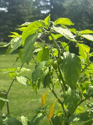 Ghost Pepper