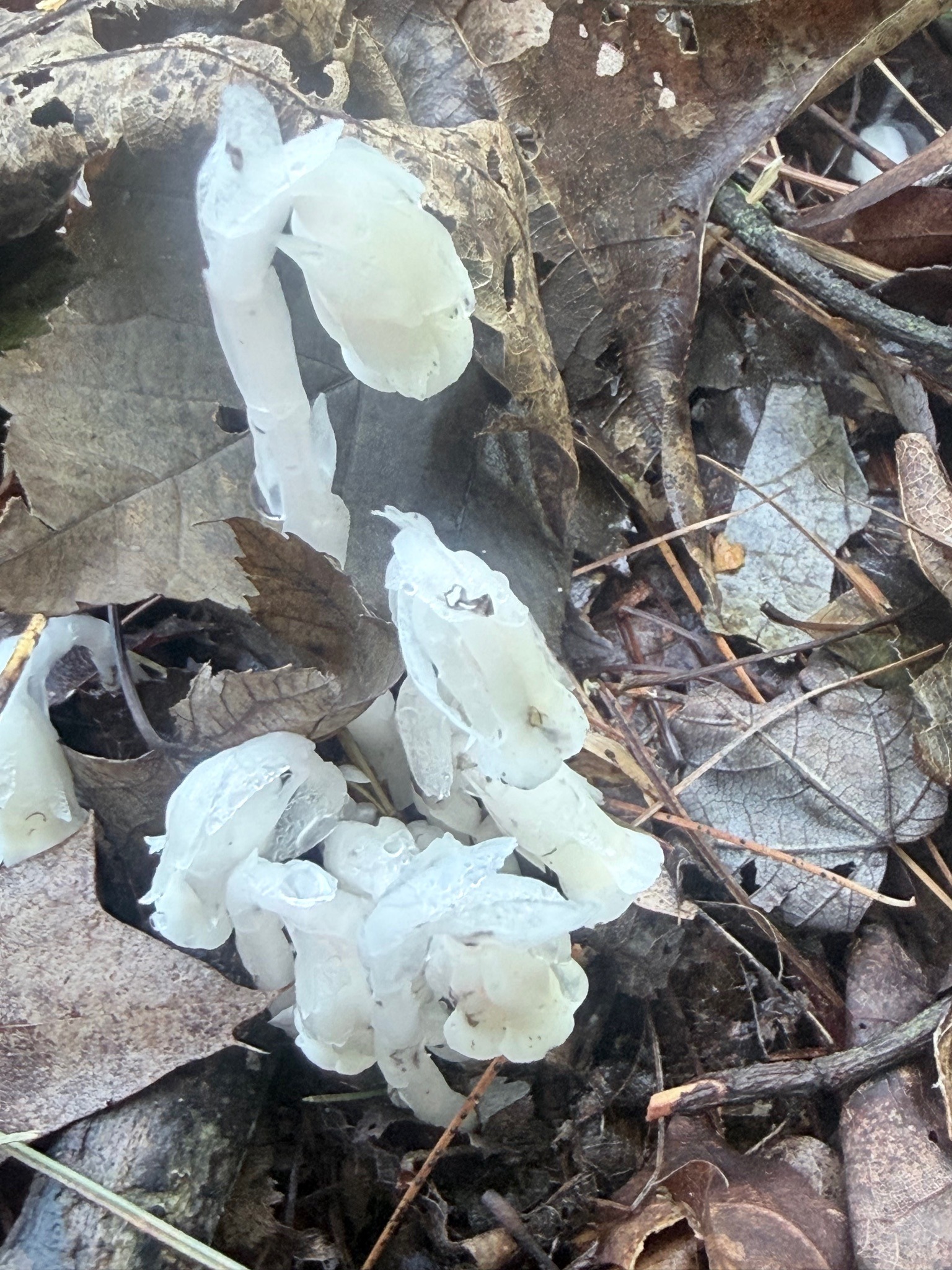Ghost Pipe