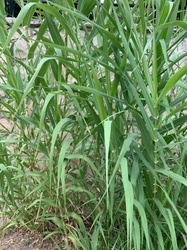 Giant Reed