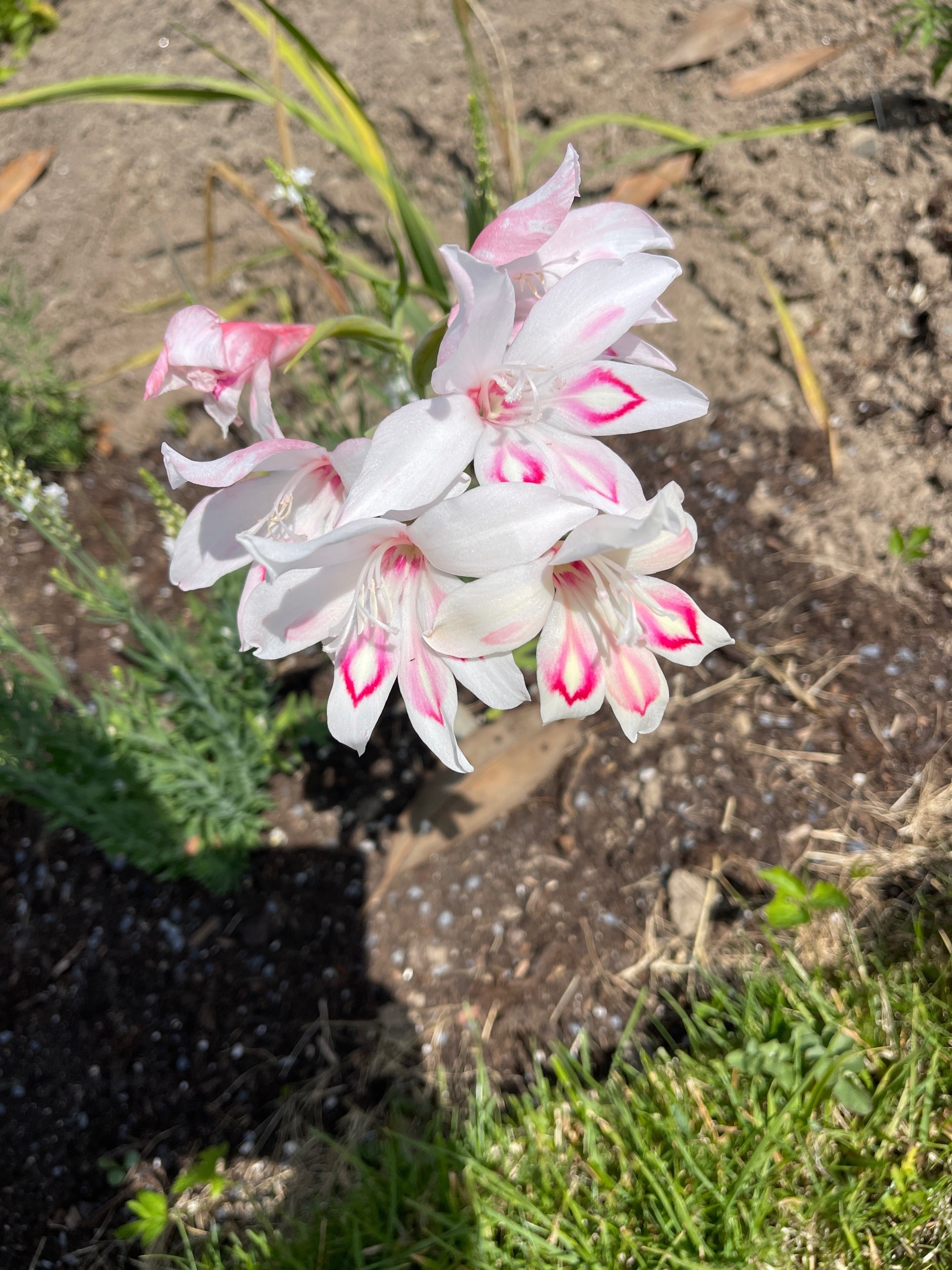 Gladiolus Nanus 'Nymph'