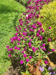 Globe Amaranth
