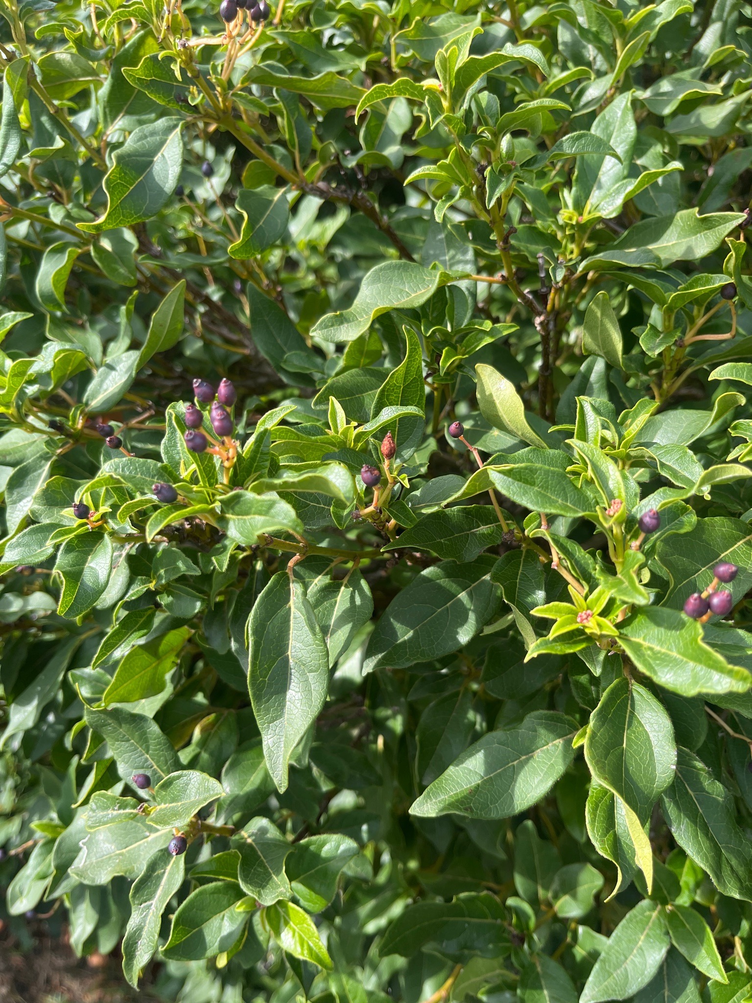 Glossy Buckthorn