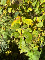 Glossy Buckthorn