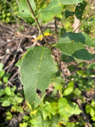 Glossy Buckthorn