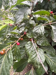 Glossy Buckthorn