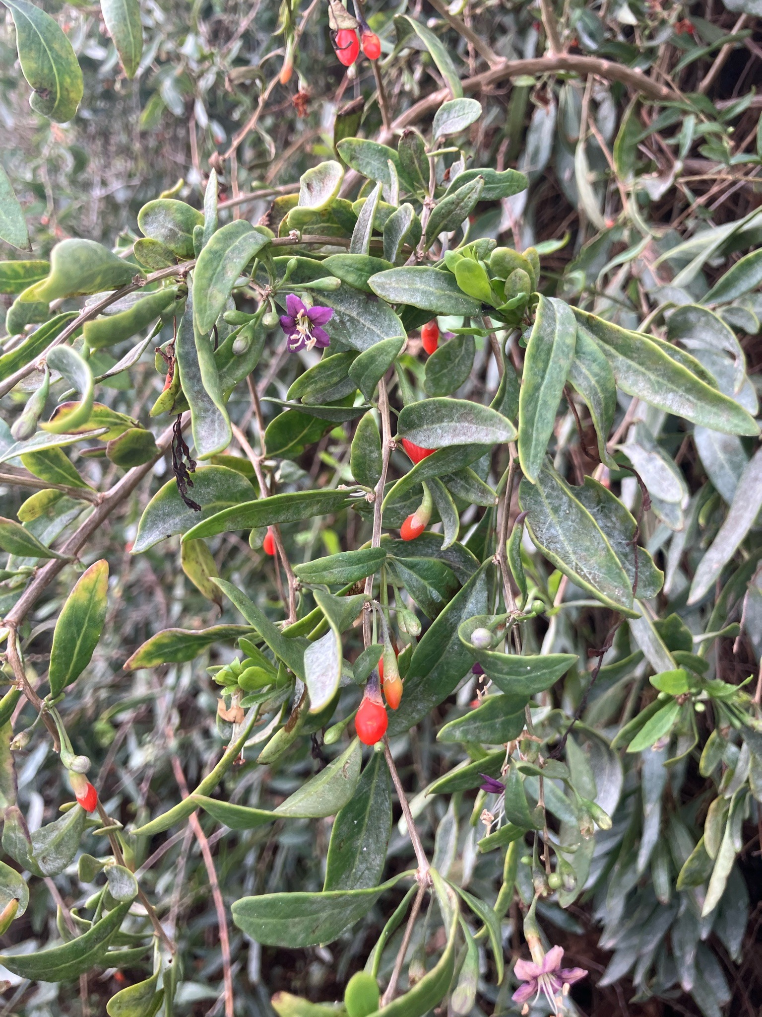 Goji berry