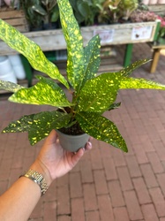 Gold Dust Croton