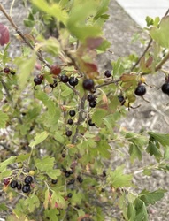 Golden Currant