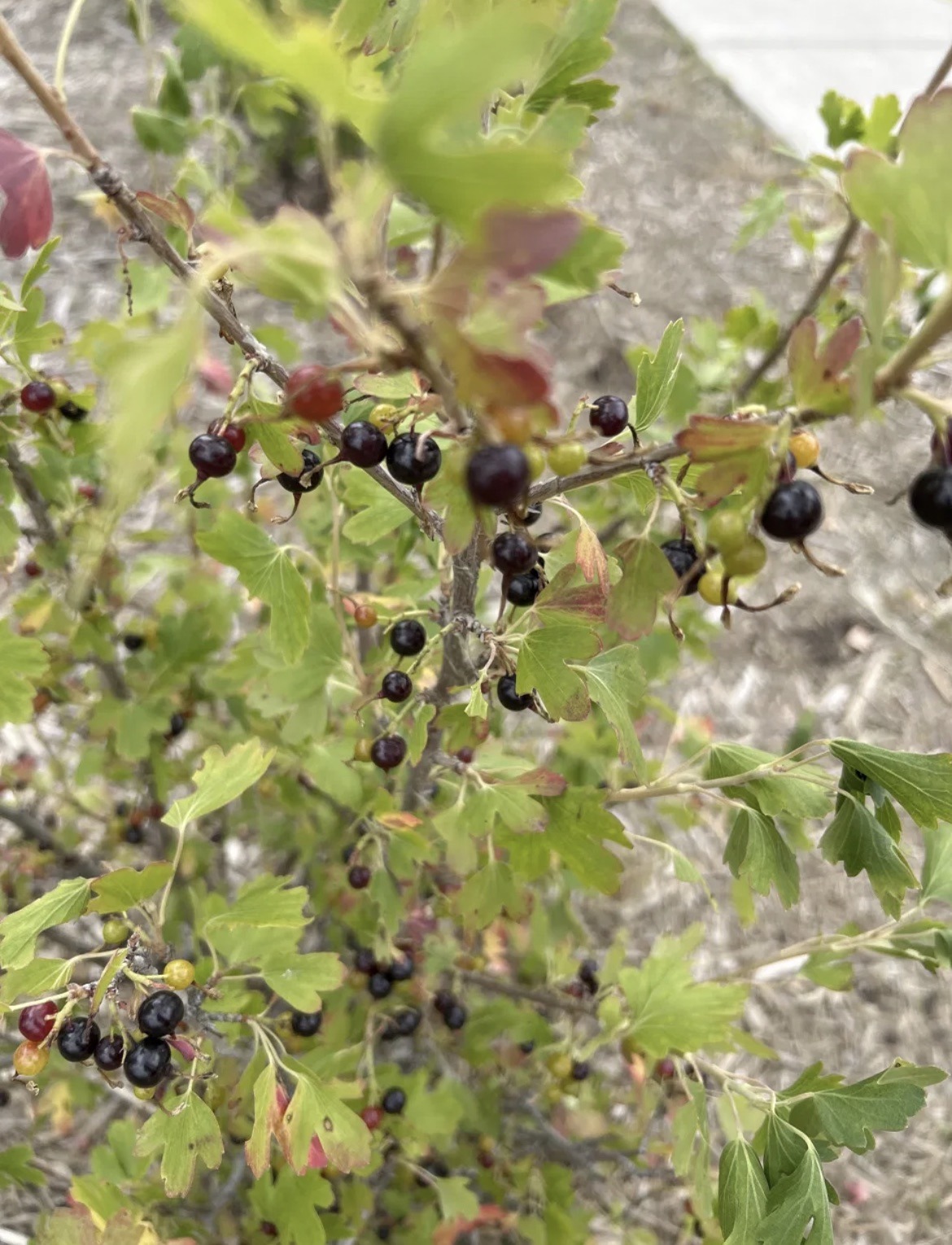 Golden Currant