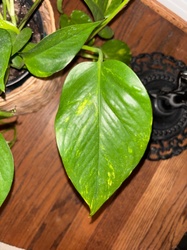 Golden Pothos