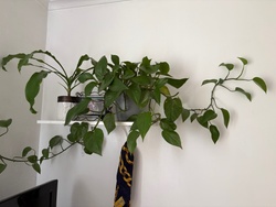 Golden Pothos