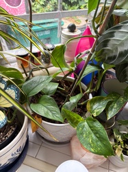 Golden Pothos